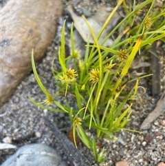 Cyperus sphaeroideus (Scented Sedge) at Brindabella, NSW - 18 Mar 2023 by JaneR