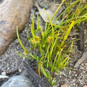 Cyperus sphaeroideus at Brindabella, NSW - 18 Mar 2023 01:59 PM