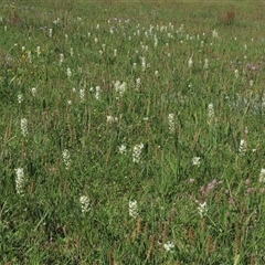 Plantago varia (Native Plaintain) at Adaminaby, NSW - 15 Nov 2020 by AndyRoo