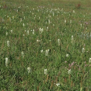 Plantago varia at Adaminaby, NSW - 15 Nov 2020 02:36 PM