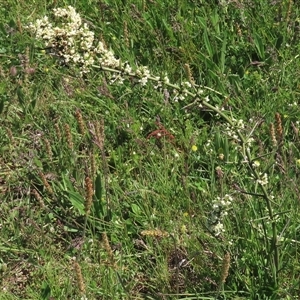 Plantago varia at Adaminaby, NSW - 15 Nov 2020 02:36 PM