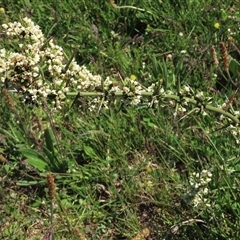 Discaria pubescens (Australian Anchor Plant) at Adaminaby, NSW - 15 Nov 2020 by AndyRoo