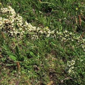 Discaria pubescens at Adaminaby, NSW - 15 Nov 2020 02:36 PM