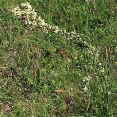 Discaria pubescens at Adaminaby, NSW - 15 Nov 2020 02:36 PM