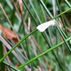 Tipanaea patulella at Pappinbarra, NSW - 22 Feb 2025 10:53 AM