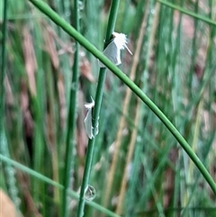 Tipanaea patulella at Pappinbarra, NSW - 22 Feb 2025 10:53 AM