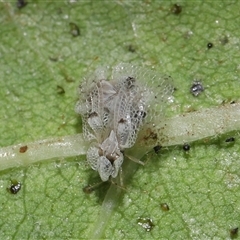 Corythucha ciliata (Sycamore Lace Bug) at Yarralumla, ACT - 25 Feb 2025 by TimL