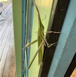 Acrida conica (Giant green slantface) at Hackett, ACT - 25 Feb 2025 by Louisab