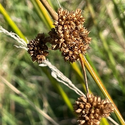 Juncus vaginatus (Clustered Rush) at Brindabella, NSW - 18 Mar 2023 by JaneR