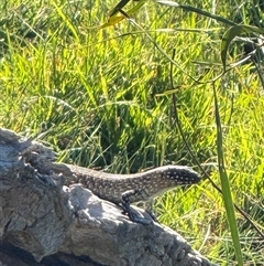 Egernia cunninghami (Cunningham's Skink) at Watson, ACT - 24 Feb 2025 by Louisab