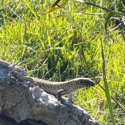 Egernia cunninghami (Cunningham's Skink) at Watson, ACT - 24 Feb 2025 by Louisab