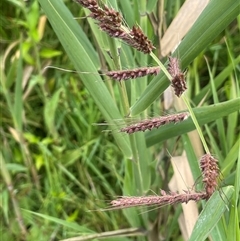 Echinochloa crus-galli (Barnyard Grass) at Jembaicumbene, NSW - 8 Jan 2025 by JaneR