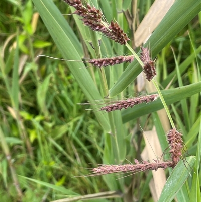 Echinochloa crus-galli (Barnyard Grass) at Jembaicumbene, NSW - 8 Jan 2025 by JaneR