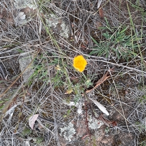 Hypericum gramineum at Ainslie, ACT - 26 Feb 2025 07:39 AM