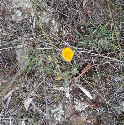 Hypericum gramineum (Small St Johns Wort) at Ainslie, ACT - Today by annmhare