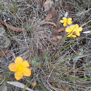 Hypericum gramineum at Ainslie, ACT - 26 Feb 2025 07:39 AM