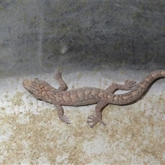 Christinus marmoratus (Southern Marbled Gecko) at Flynn, ACT - 25 Feb 2025 by Christine