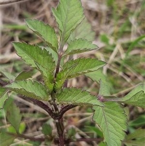 Bidens pilosa at Hawker, ACT - 25 Feb 2025 11:05 AM