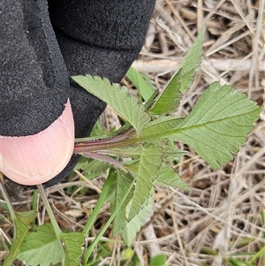 Bidens pilosa at Hawker, ACT - 25 Feb 2025 11:05 AM