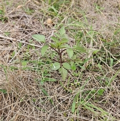 Bidens pilosa at Hawker, ACT - 25 Feb 2025 11:05 AM