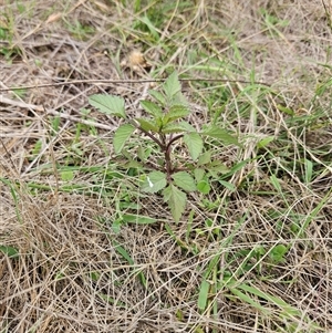 Bidens pilosa at Hawker, ACT - 25 Feb 2025 11:05 AM