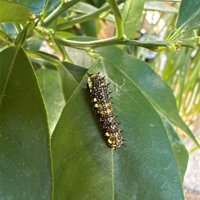 Papilio anactus (Dainty Swallowtail) at Karabar, NSW - 26 Feb 2025 by fulfy