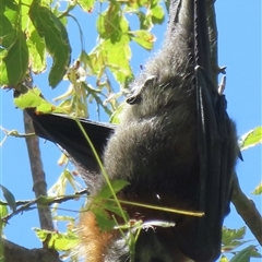 Pteropus poliocephalus (Grey-headed Flying-fox) at Gundagai, NSW - 15 Feb 2025 by RobParnell