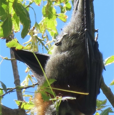 Pteropus poliocephalus (Grey-headed Flying-fox) at Gundagai, NSW - 15 Feb 2025 by RobParnell