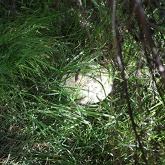 Unidentified Fungus at Lyons, ACT - Yesterday by ran452