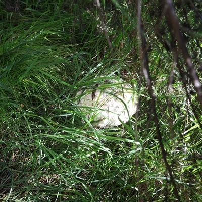 Macrolepiota dolichaula at Lyons, ACT - 26 Feb 2025 by ran452