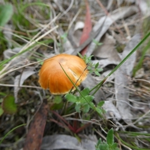 Unidentified Cap on a stem; gills below cap [mushrooms or mushroom-like] by arjay