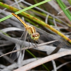 Diplacodes bipunctata (Wandering Percher) at Mongarlowe, NSW - 25 Feb 2025 by arjay