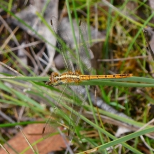 Diplacodes bipunctata at Mongarlowe, NSW - suppressed