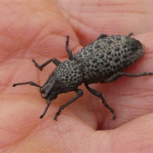 Unidentified Beetle (Coleoptera) by arjay