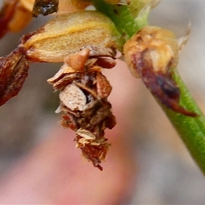 Unidentified Case moth (Psychidae) by arjay