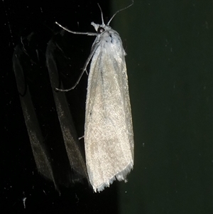 Scirpophaga imparellus at Charleys Forest, NSW - suppressed