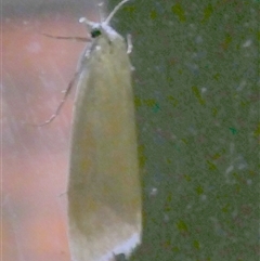 Scirpophaga imparellus at Charleys Forest, NSW - suppressed