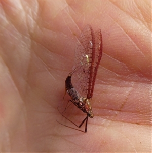 Ephemeroptera (order) (Unidentified Mayfly) at Charleys Forest, NSW - 23 Feb 2025 by arjay