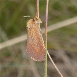 Fraus (genus) (A swift or ghost moth) by arjay