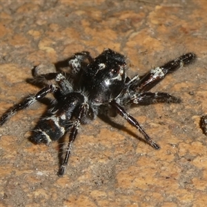 Sandalodes superbus (Ludicra Jumping Spider) at Charleys Forest, NSW - 20 Feb 2025 by arjay