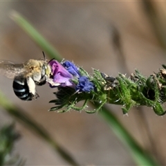 Amegilla sp. (genus) (Blue Banded Bee) at Holt, ACT - 26 Feb 2025 by Thurstan