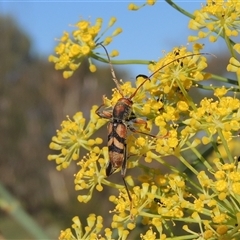 Aridaeus thoracicus (Tiger Longicorn Beetle) at Tharwa, ACT - 19 Jan 2024 by MichaelBedingfield