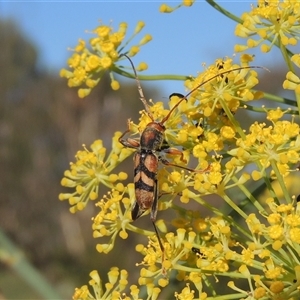 Aridaeus thoracicus at Tharwa, ACT - 19 Jan 2024 05:47 PM