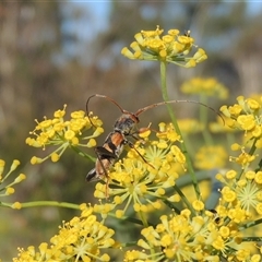 Aridaeus thoracicus at Tharwa, ACT - 19 Jan 2024 05:47 PM