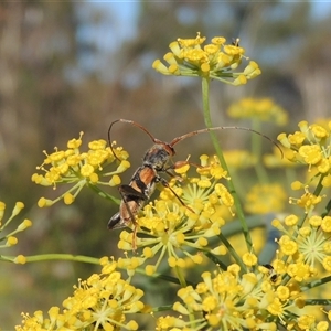 Aridaeus thoracicus at Tharwa, ACT - 19 Jan 2024 05:47 PM