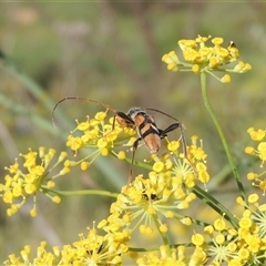 Aridaeus thoracicus at Tharwa, ACT - 19 Jan 2024 05:47 PM