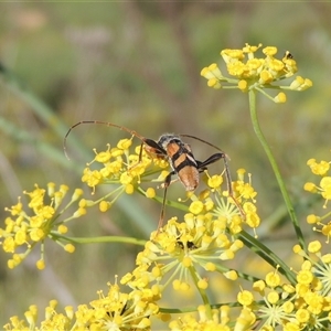 Aridaeus thoracicus at Tharwa, ACT - 19 Jan 2024 05:47 PM