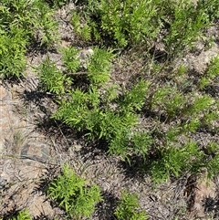 Bidens subalternans (Greater Beggars Ticks) at Kambah, ACT - 26 Feb 2025 by mcosgrove