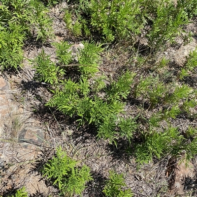 Bidens subalternans (Greater Beggars Ticks) at Kambah, ACT - 26 Feb 2025 by mcosgrove