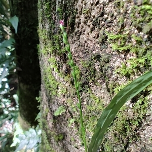 Unidentified Grass at O'Reilly, QLD - 23 Feb 2025 by LyndalT